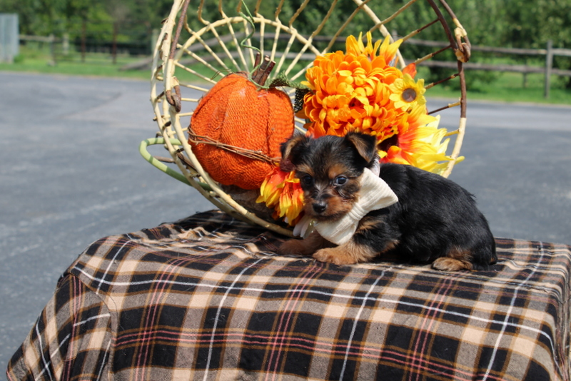 puppy, for, sale, Yorkshire Terrier, Matthew B. Stoltzfus, dog, breeder, Gap, PA, dog-breeder, puppy-for-sale, forsale, nearby, find, puppyfind, locator, puppylocator, aca